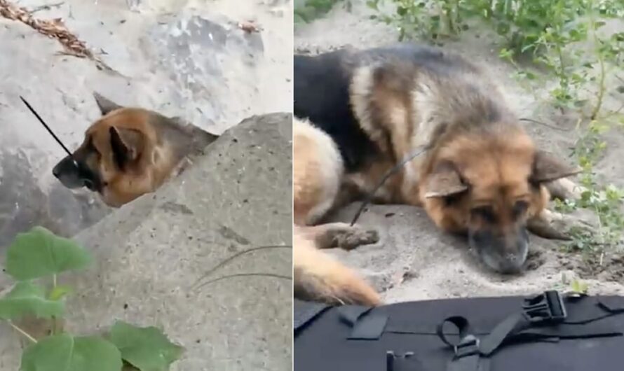 German shepherd was left to die in canyon with mouth zip-tied shut — hikers rescue him