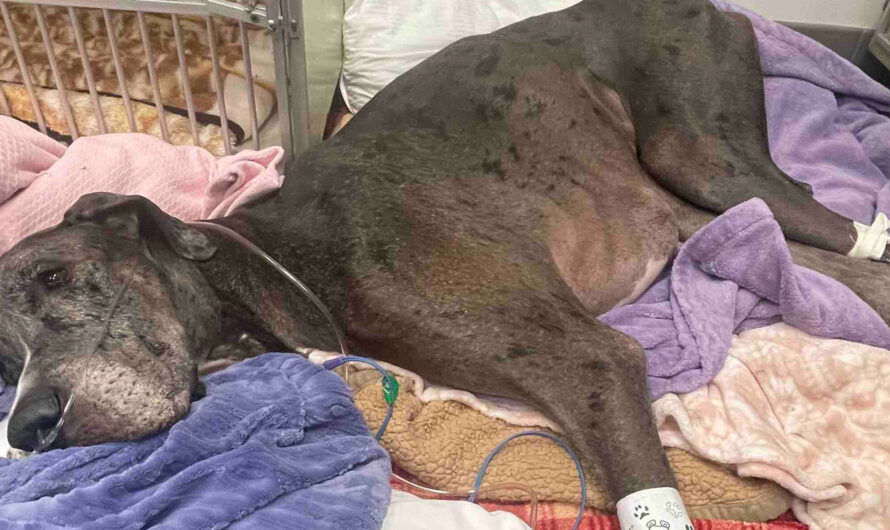 Zeus, the world’s tallest dog, has died following leg amputation surgery — rest in peace