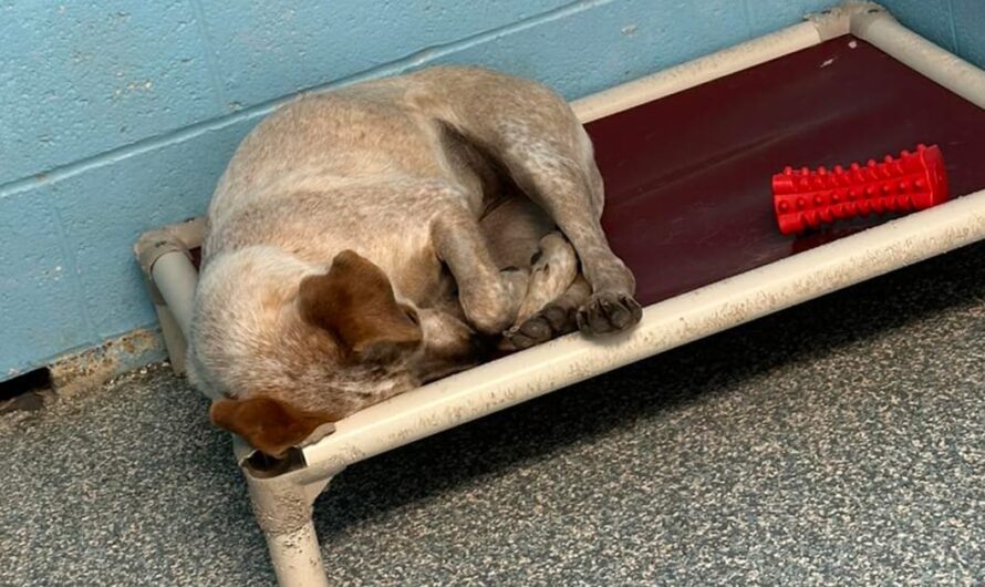 Shelter dog was so lonely after her brother got adopted out — then she got great news