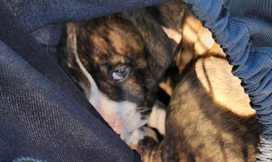 Puppy was found in woods, tied up in drawstring bag and left for dead — now he has a happy ending