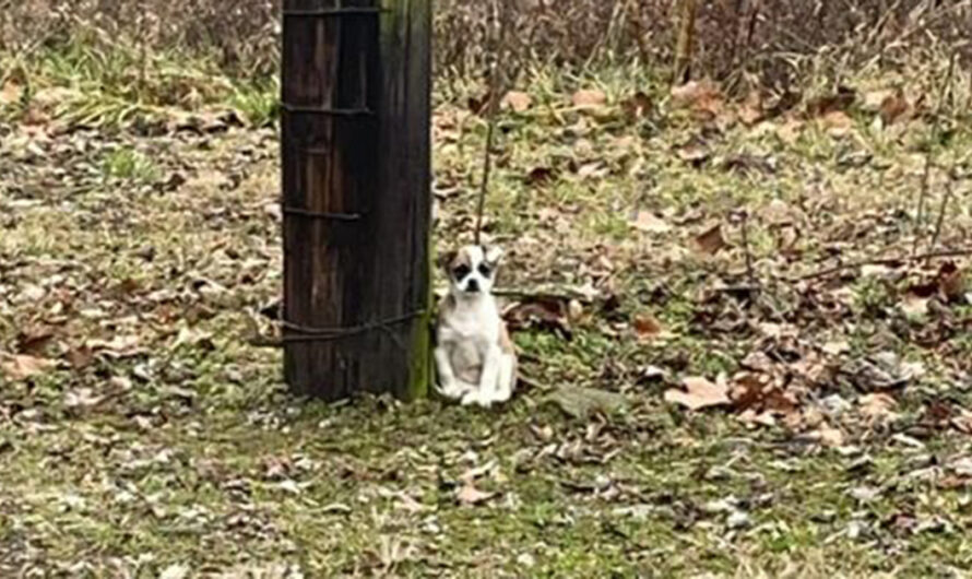 Abandoned dog was found tied up to tree, waiting to be rescued — rescue gives her a second chance