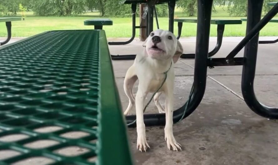 Puppy was left tied to park picnic table in the rain — rescuers save him