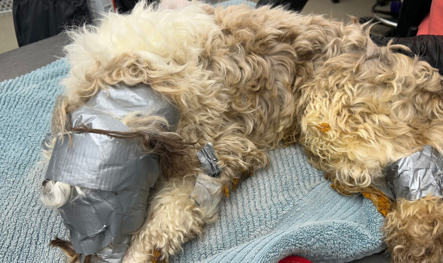 Dog found in dumpster wrapped up in duct tape: “I have never seen anything like it”