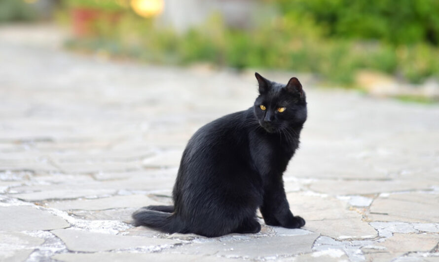 Heroic cat fights off two coyotes to save family dog from attack — watch the video