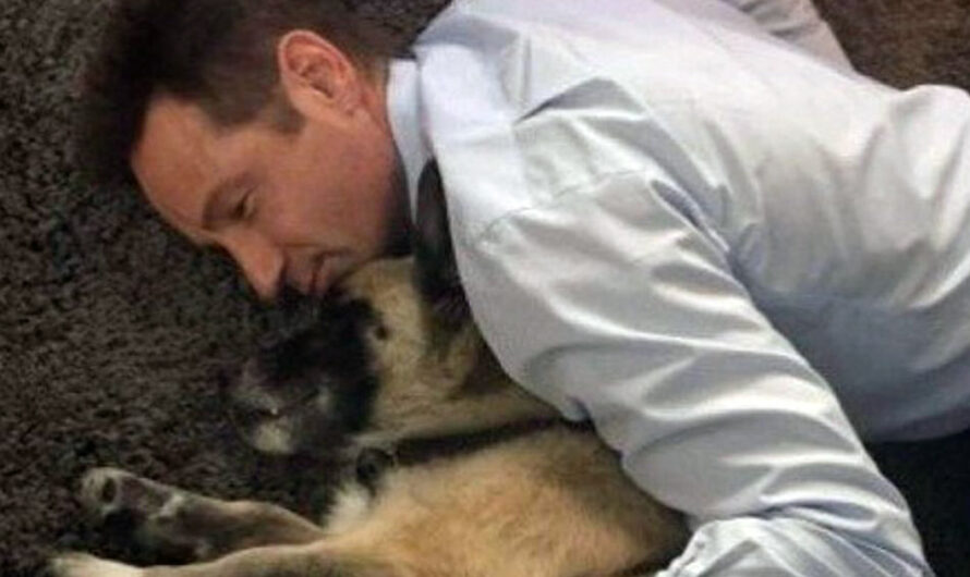 David Duchovny announces death of beloved rescue dog Brick: shares beautiful poem as tribute