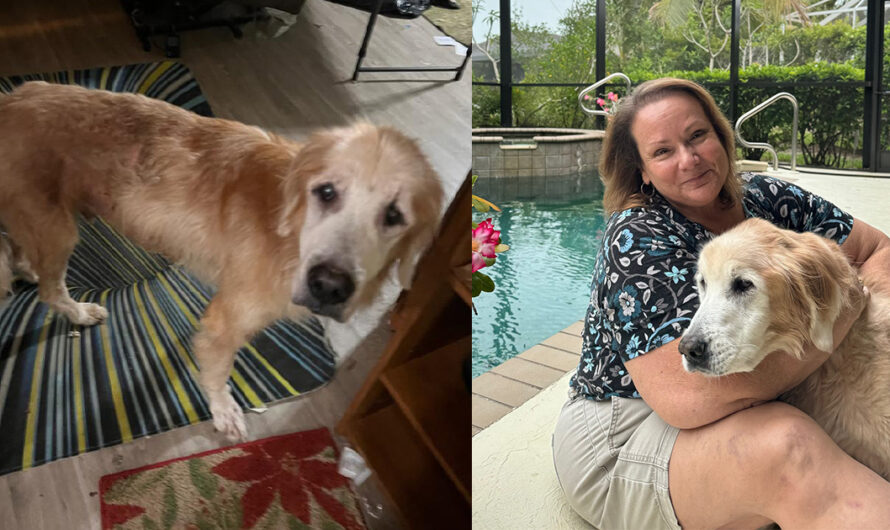 Woman was on waitlist to adopt a puppy — but senior golden retriever wins her heart