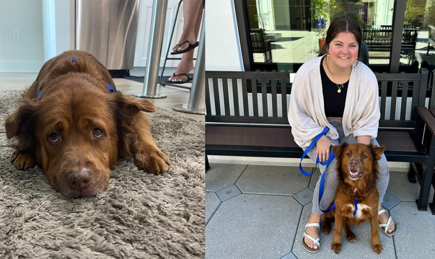 Woman fell in love with shelter dog, but was too busy to adopt — comes back months later and sees her friend still waiting for her