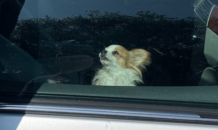 Little dog was left in “dangerously hot” car on 90-degree day — firefighter saves her life