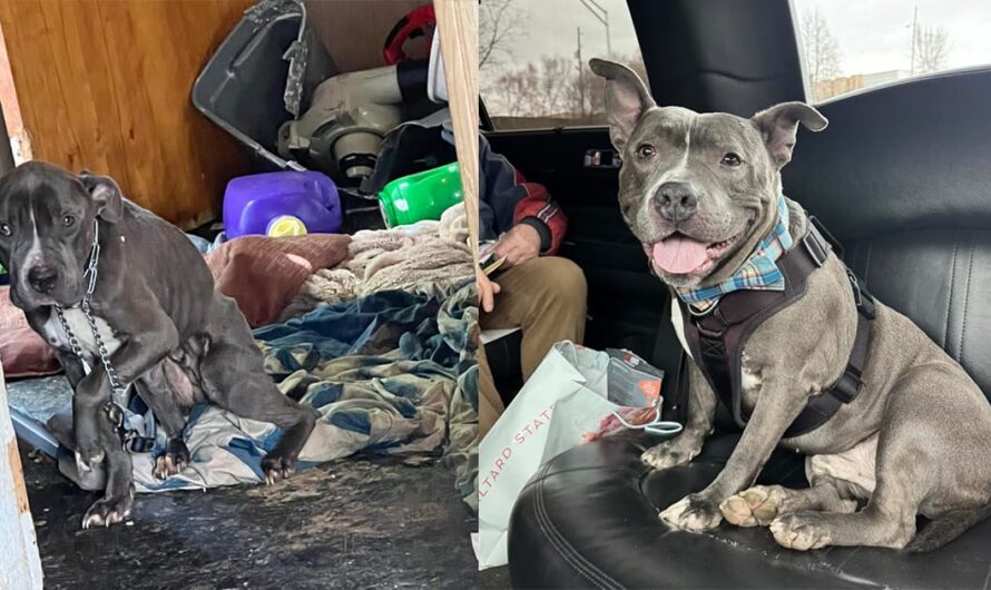 Dog who spent 600 days in shelter finally gets adopted — takes a limo to his new home