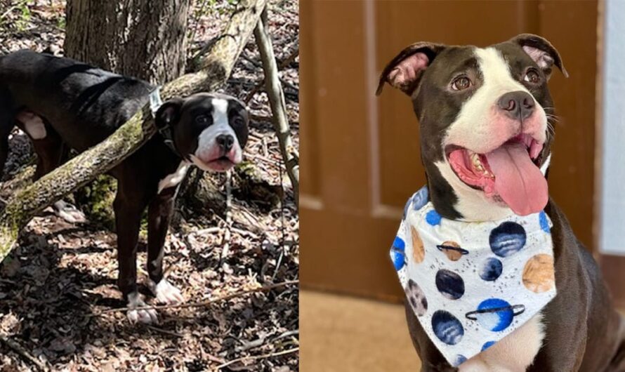 Obie, abandoned dog who was found tied up to tree, finally adopted after 60 days