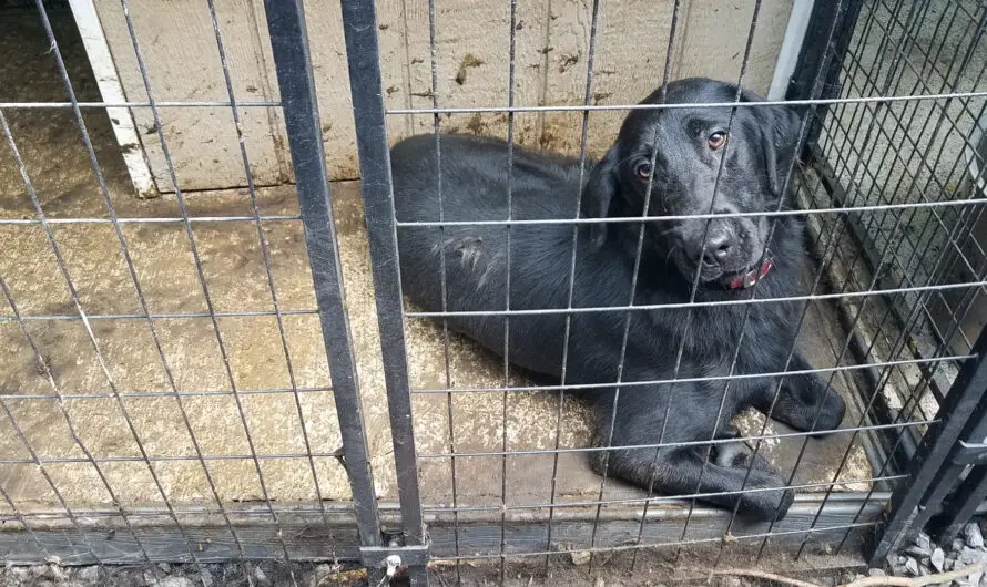 28 retired police and military dogs were found living in filth and neglect — now looking for homes