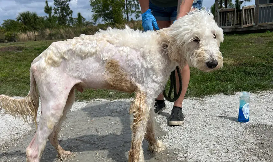 Stray dog found emaciated and in rough shape — weeks later he’s made an amazing transformation