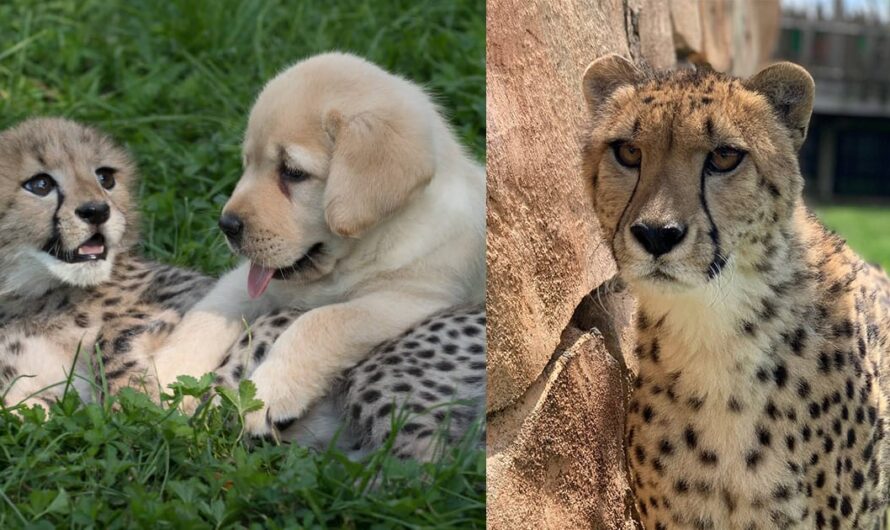 Emmett, cheetah famous for lifelong friendship with Labrador retriever, has died — rest in peace