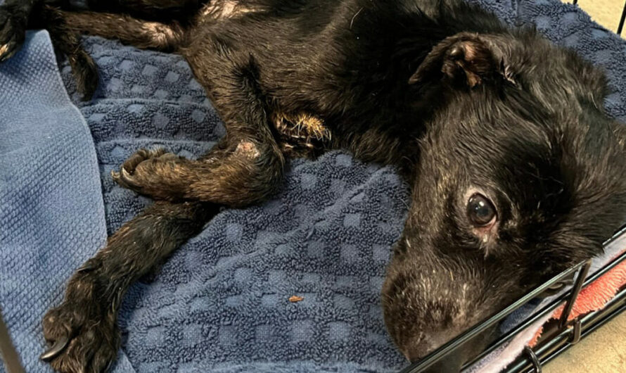 Chihuahua was found in “shocking condition” with a heartbreaking note — but now she’s on the road to recovery