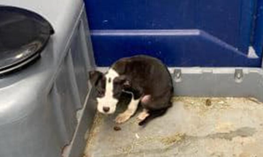 8-week-old puppy found abandoned in porta potty — rescue gives him a second chance