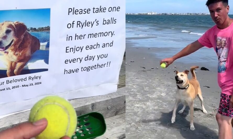 Sweet memorial dog late dog named Ryley inspires people to play ball: “Enjoy each and every day you have together”