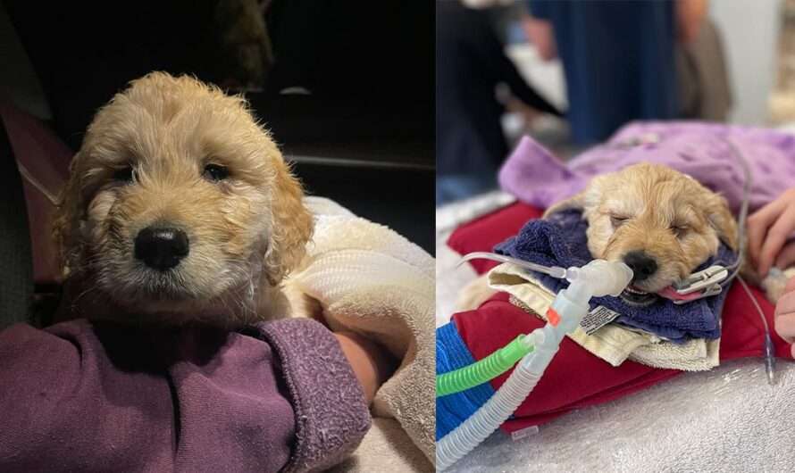 7-week-old puppy with birth defect taken to be euthanized — but vet steps in to save his life