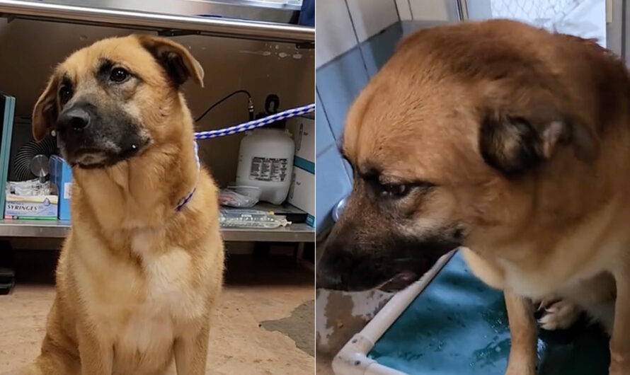 Dog left heartbroken after being surrendered to shelter after 2 years: “He doesn’t understand where his person went”