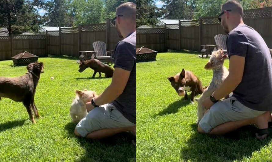 Heartwarming video shows dog helping his paralyzed brother play fetch