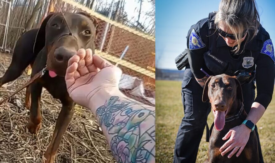 Police officers find dog with zip tie around his snout — rescue leads to an inspiring happy ending