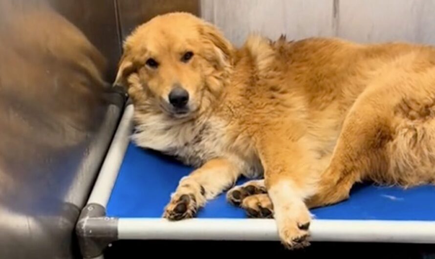 Rescue finds shelter dog being “eaten alive” — gives him the care he needs