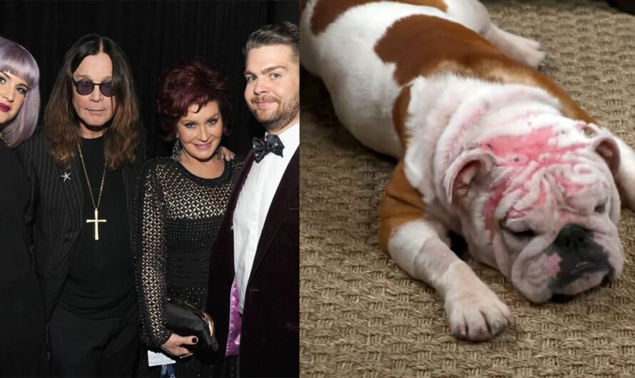 The Osbournes adopt bulldog who was “severely burned” after being set on fire: “Still so full of love”