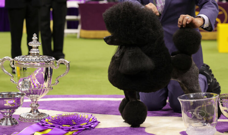 Westminster Dog Show: mini poodle Sage wins Best in Show, mixed-breed dog makes history