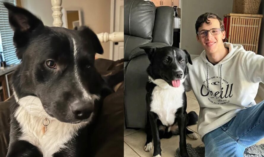 Dog wakes sleeping family up in the middle of the night — saves teen’s life from stroke