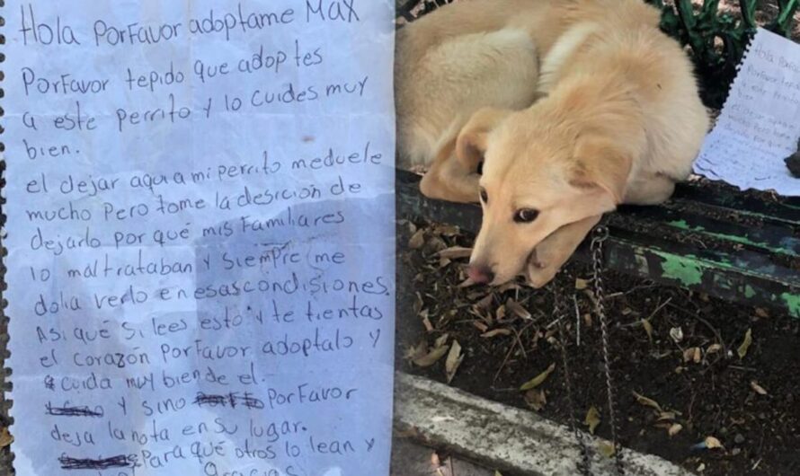 Lonesome Puppy Found Tied To A Park Bench with a Heartbreaking Note Next To Him