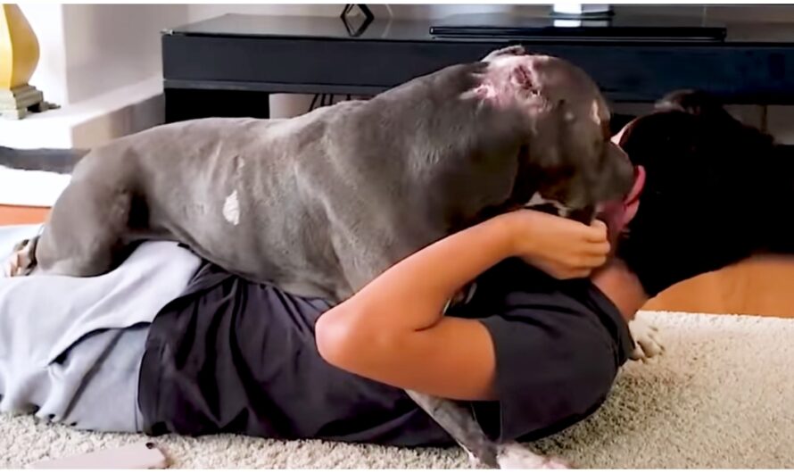 Boy Believed He Could Embrace ‘Fighting’ Pit Bull, Family Held Their Breath