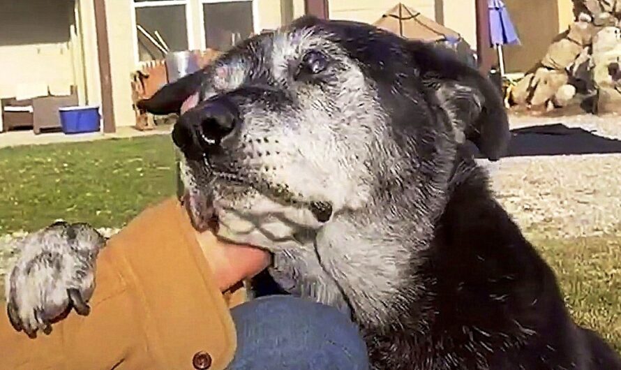 Dumped Senior Dog Puts Paw On Man’s Arm And Desperately Begs For Some Empathy