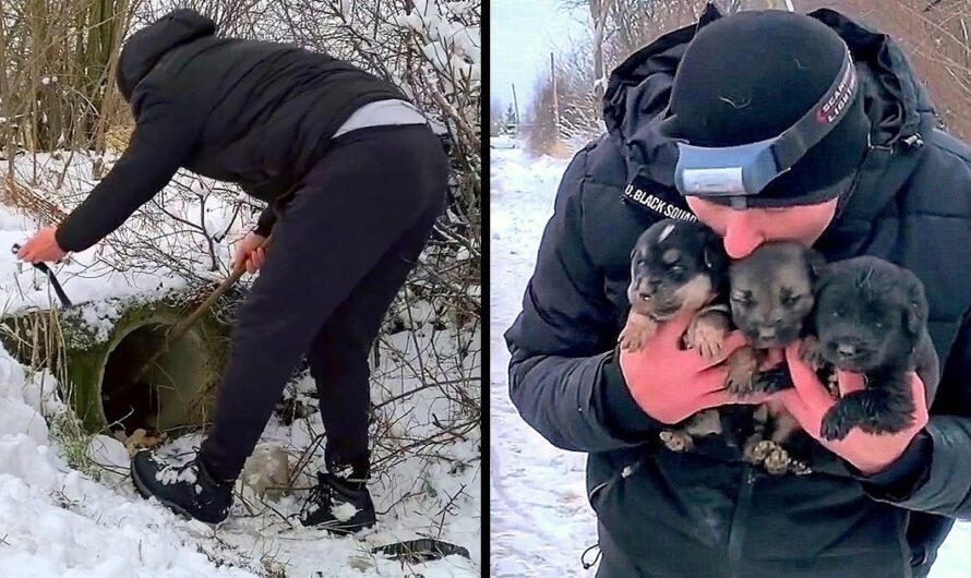 Man Spends Entire Day In The Blizzard Trying To Save Dying Puppies From A Pipe