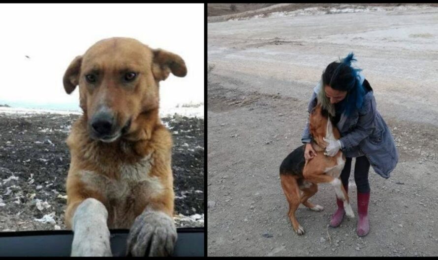 Dog Living At A Garbage Dump Begged People To Take Him Home But No One Would