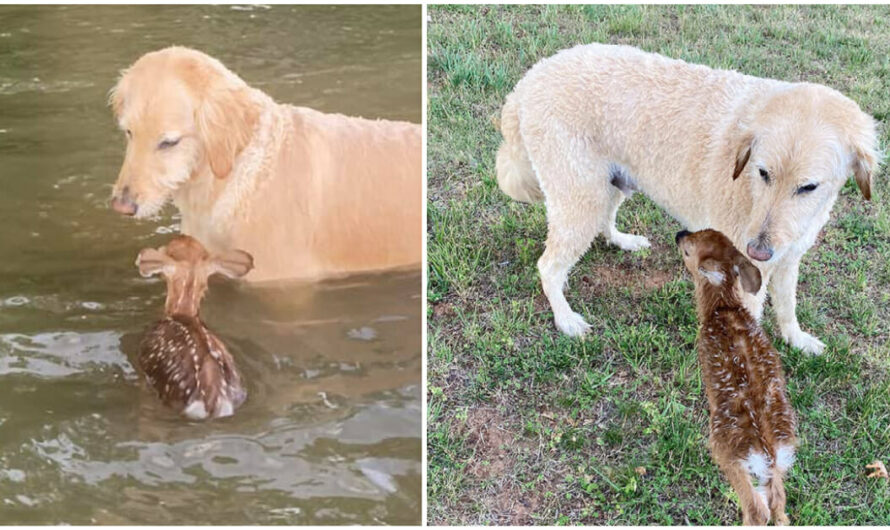 Hero Dog Paddles Out into Middle of Lake to Save a Baby Deer, and Makes a New Friend