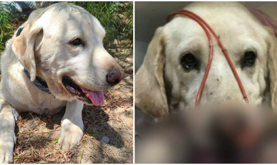 ‘Hero’ Dog Saves His Teenage Owner From Rattlesnake Bite