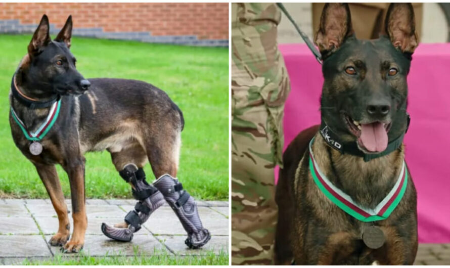 Heroic Military Working Dog Who Lost Paw Saving Soldiers in Conflict Awarded Highest Military Honor