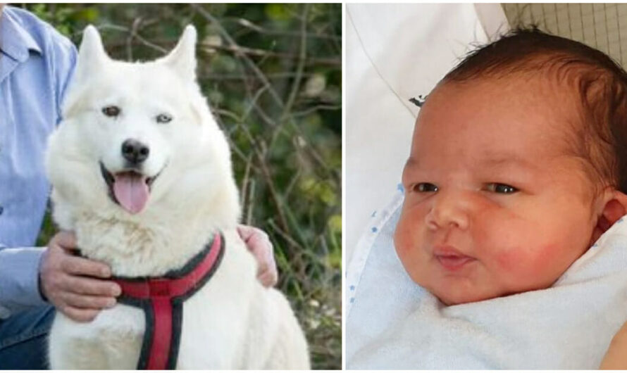 Husky Discovers Abandoned Newborn Baby in Park, ‘Gently Nudges’ Him Awake Before Alerting Owner