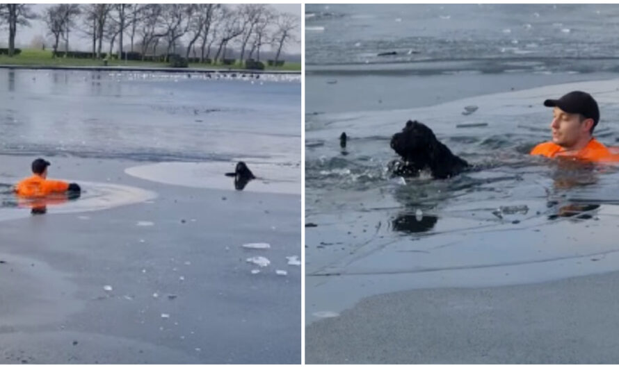 Heroic Jogger Jumps Into Frozen Lake To Rescue Stranger’s Dog