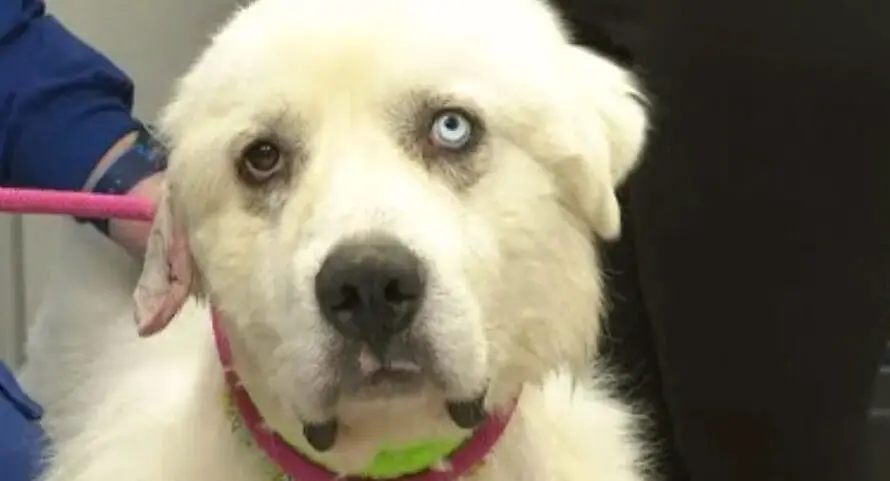 Heroic herding dog fights off 11 coyotes to save his flock of sheep