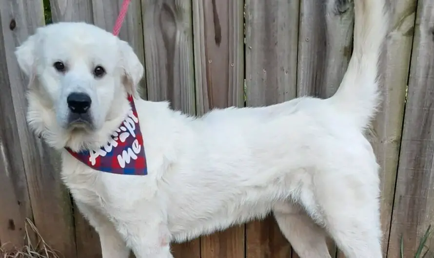 Heroic shelter dog saves rescue volunteer from being kidnapped