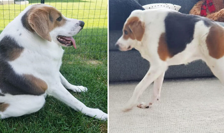 Dog born with extremely short spine & no neck finds a family who loves him just the way he is