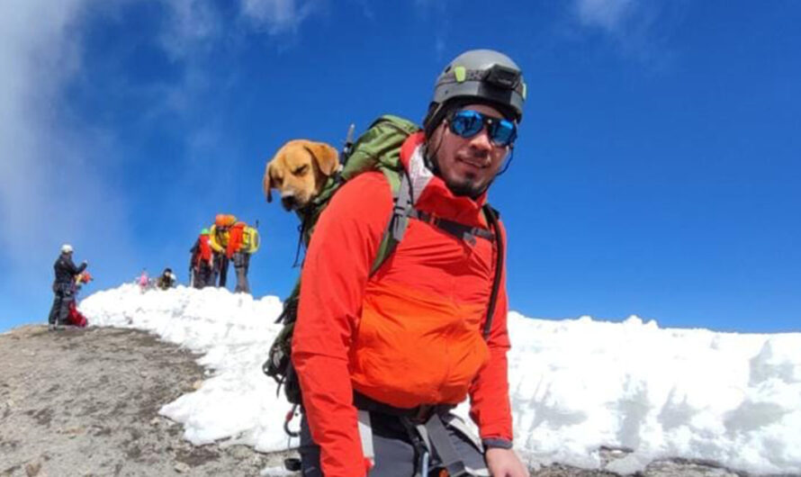 Hikers Climb Mexico’s Highest Peak to Rescue Stranded Dog, Carry Him Down in Backpack