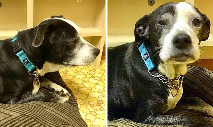 Grandfather Thinks Their Senior Dog Is “Boring” And Brings Her To Be Euthanized