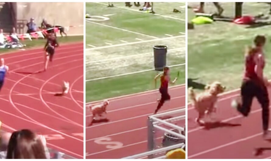 Speedy Little Dog Crashes Track Meet & Tries To Beat Lead Runner To Finish Line