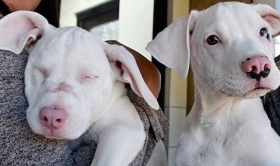 Blind and deaf shelter pup and her guide dog brother are inseparable – now up for adoption