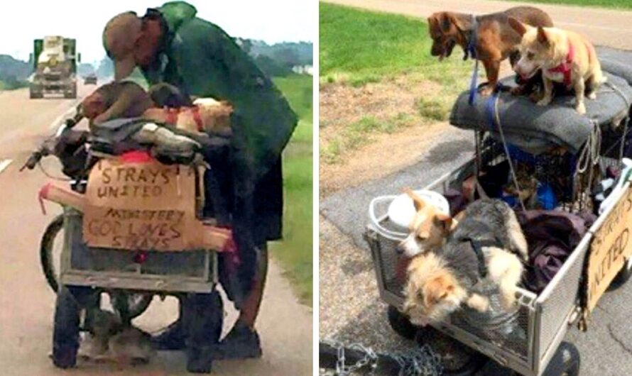 Homeless Man Was Found Pushing A Cart Full Of Dogs – Woman Stops To Ask His Story