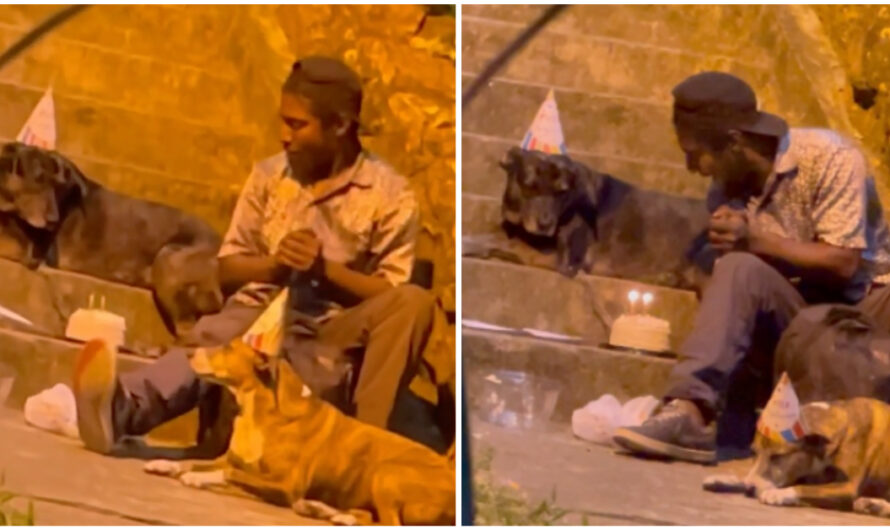 Homeless Man Celebrates His Dog’s Birthday By Having Cake Together And Singing