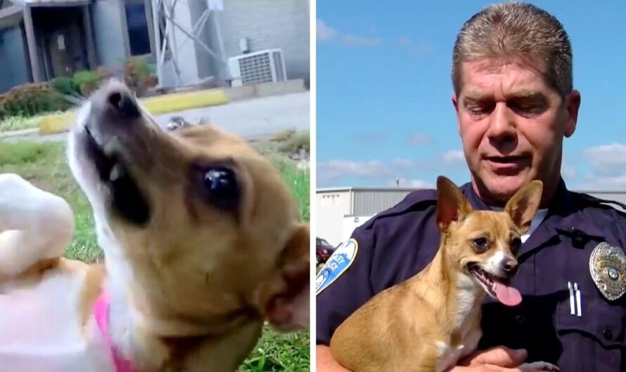 Cop Adopts Dog Whose Own Owner Tried To Break Her Neck And Brutally Murder Her