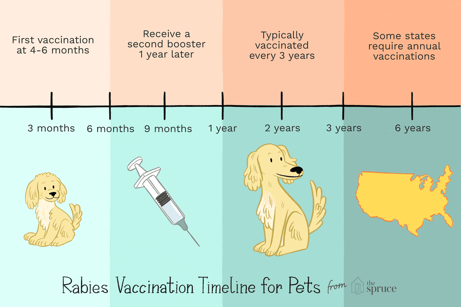 infographic of rabies vaccination timeline for pets