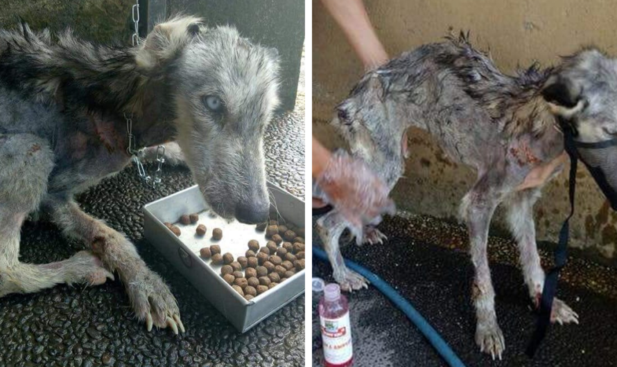 Skeletal husky dog rescued from the brink of death – 10 months later she is unrecognizable